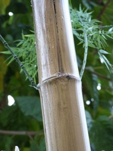 12-Caña-de-bambú-Stoa