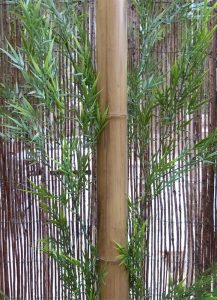 STOA - Caña de bambú STOA