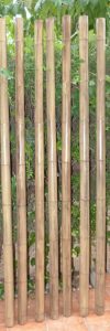17-Caña-de-bambú-Stoa