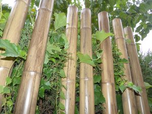 2-Caña-de-bambú-Stoa