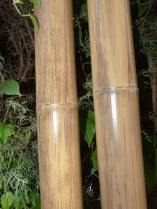 3-Caña-de-bambú-Stoa