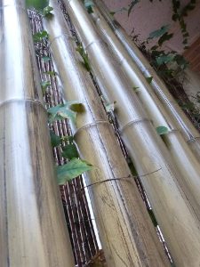 9-Caña-de-bambú-Stoa