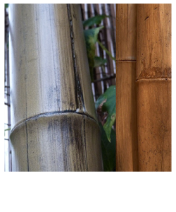 STOA - Caña de bambú STOA