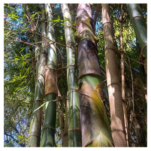 STOA - El bambú