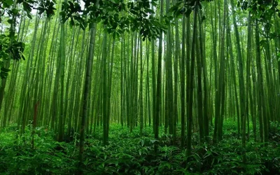 Día Mundial del Medioambiente 2024