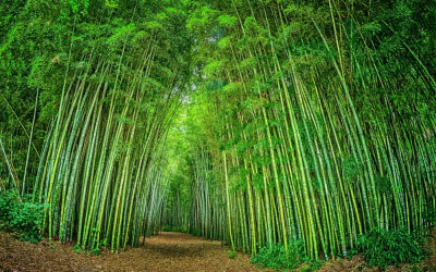 LOS BOSQUES DE BAMBÚ