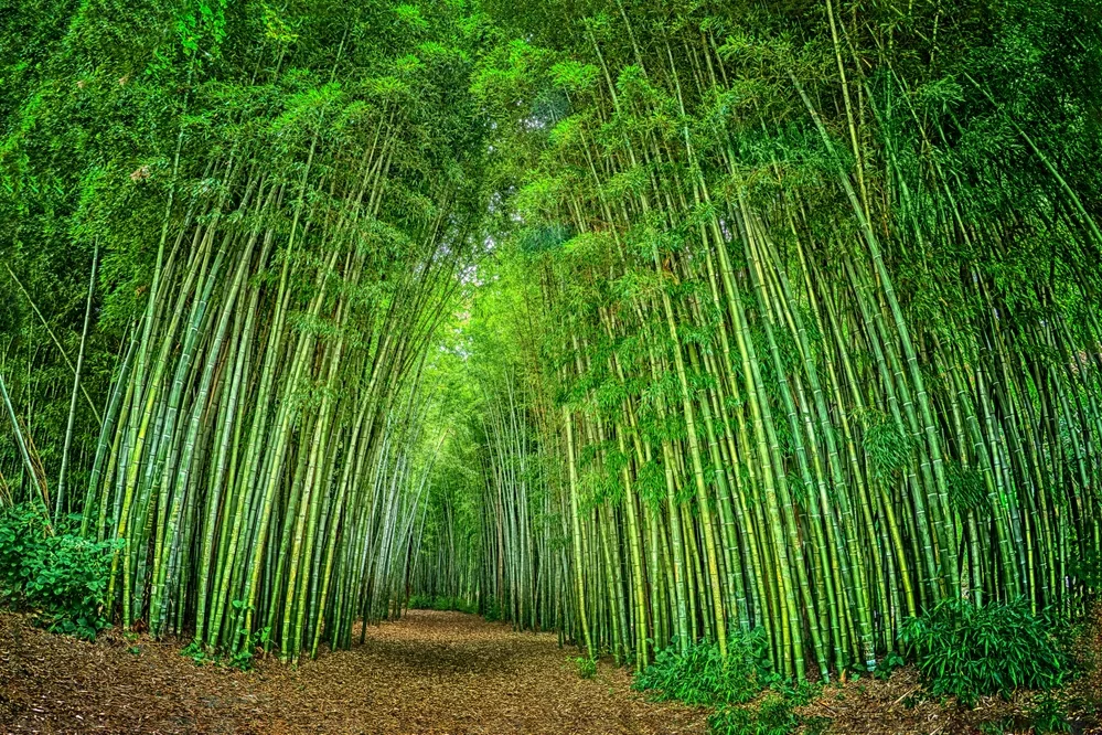 LOS BOSQUES DE BAMBÚ - Día Internacional del Medioambiente