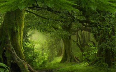 CÓMO EL BAMBÚ AYUDA A SALVAR LOS BOSQUES TROPICALES