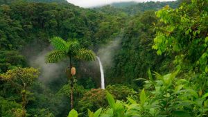selva tropical, paisaje con frondosos arboles verdes y cascada al fondo