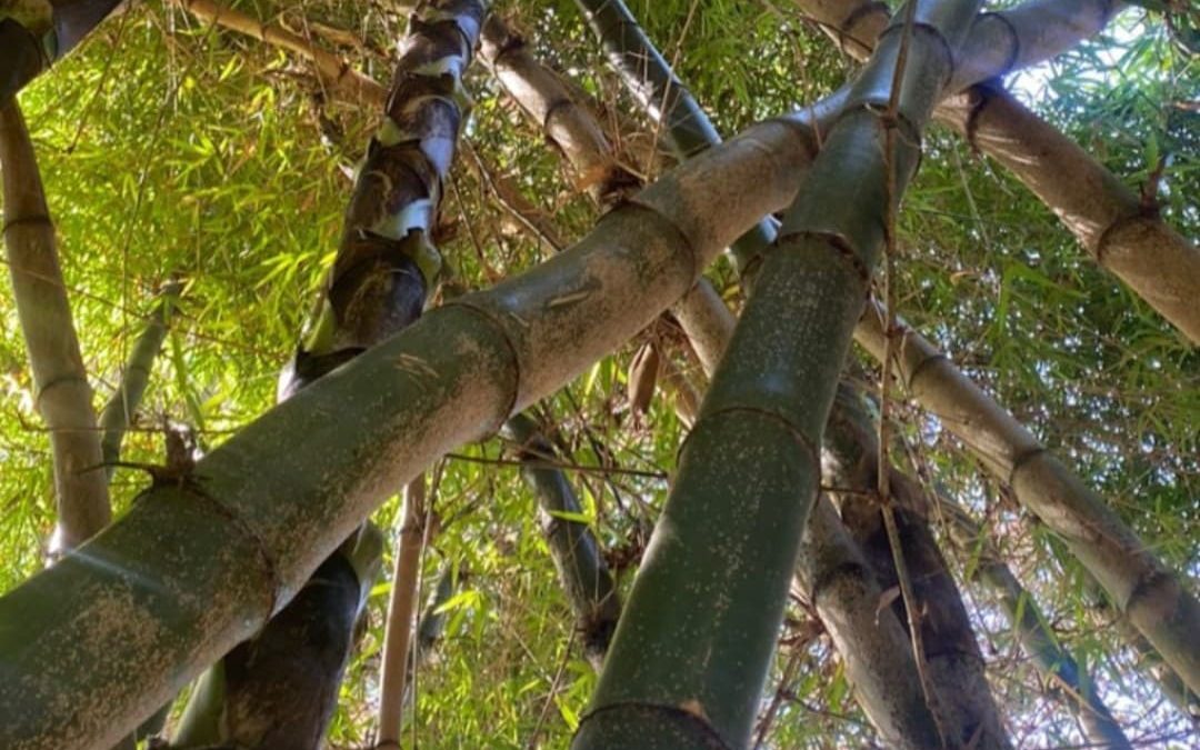 cañas de bambú entrecruzadas vistas desde abajo en bosque de bambú
