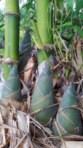 cañas de bambú naciendo