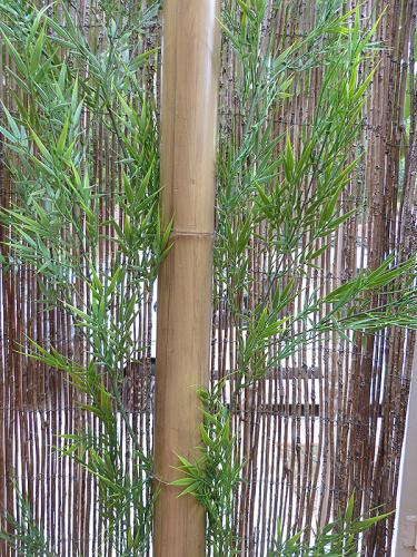 10-Caña-de-bambú-Stoa