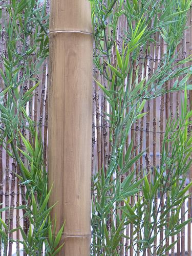 11-Caña-de-bambú-Stoa