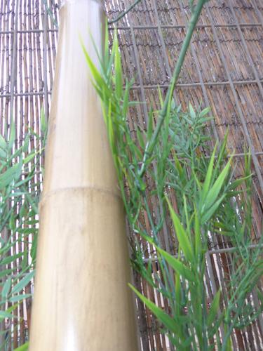 15-Caña-de-bambú-Stoa