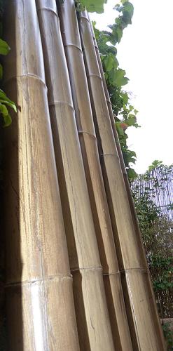 16-Caña-de-bambú-Stoa
