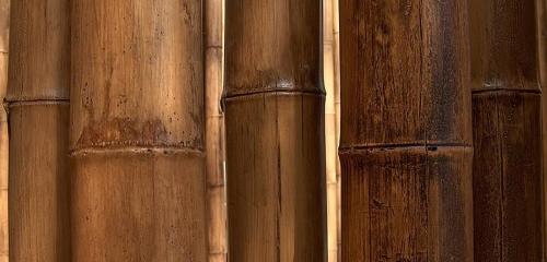 21 Caña de bambú Stoa-standard-height-800px