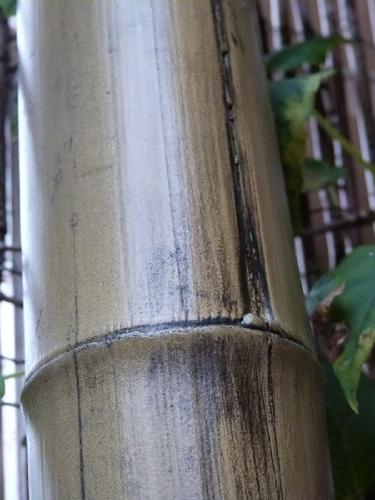 22-Caña-de-bambú-Stoa
