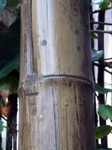 4-Caña-de-bambú-Stoa