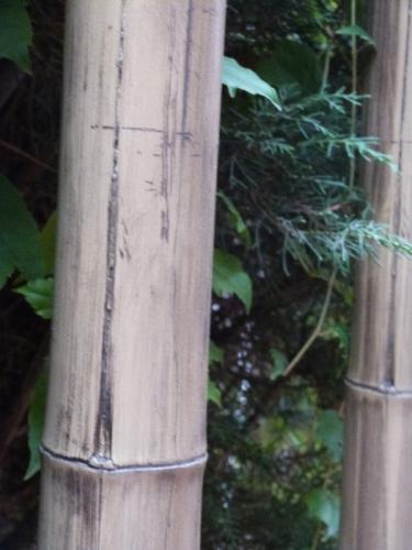 5-Caña-de-bambú-Stoa