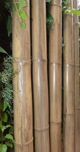6-Caña-de-bambú-Stoa