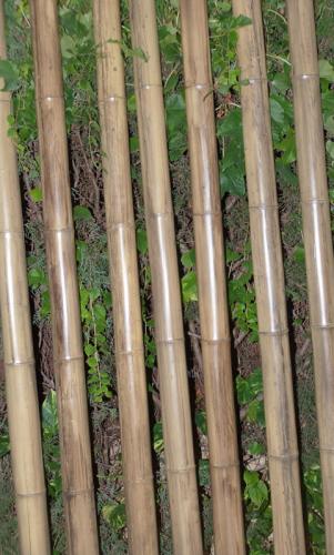 7-Caña-de-bambú-Stoa